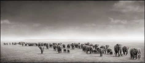 Elephant Exodus, Amboseli, 2004, 13 1/4 x 30 1/4 Inches, Archival Pigment Print, Edition of&nbsp;20