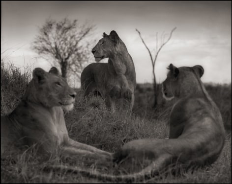 Lion Circle, Serengeti, 2012, 22 x 27 1/2 Inches, Archival Pigment Print, Edition of&nbsp;20