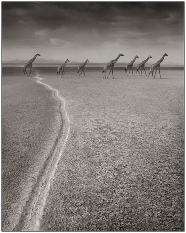 Giraffes on Migration Trail, Amboseli, 2008, 25 3/4 x 20 1/2 Inches, Archival Pigment Print, Edition of&nbsp;25