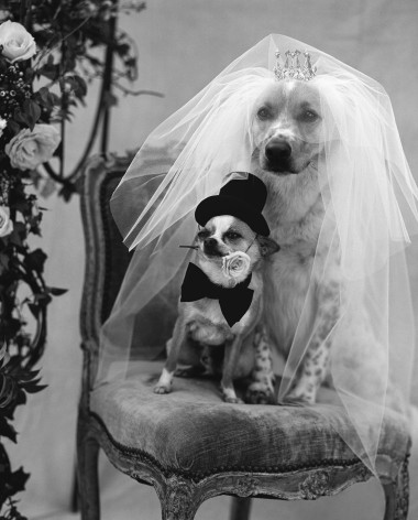 Dog wedding for Vogue, Miami, Florida, 1998, Silver Gelatin Photograph, Ed. of 10