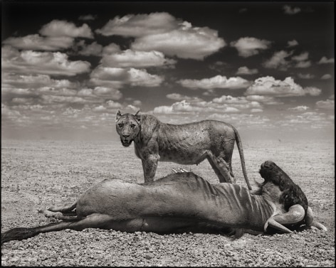 Lion &amp;amp; Wildebeest, Amboseli, 2012, 22 x 27 1/2 Inches, Archival Pigment Print, Edition of&nbsp;15