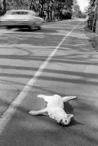 Dead Cat, 1970, Silver Gelatin Photograph, Ed. of 10