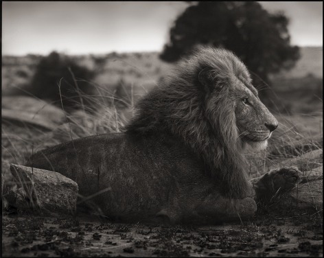 Lion on Burned Ground, Serengeti, 2012, 22 x 27 1/2 Inches, Archival Pigment Print, Edition of&nbsp;20