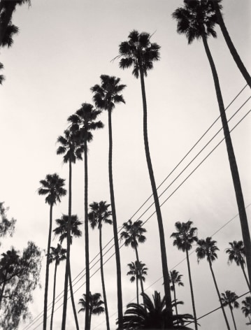 Paul Jasmin, Palm Trees, Hollywood, 2004