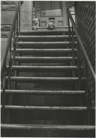 Guard Dogs, Avenue Mont Royal, Montreal, 1999, Silver Gelatin Photograph