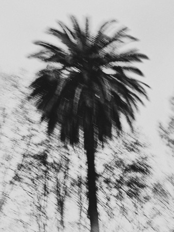 Palmtree, 2016, Archival Pigment Print, Combined Edition of 10