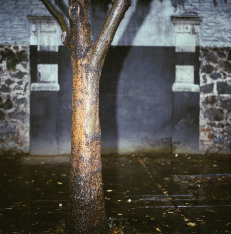 Trotsky House, Trotsky&#039;s Sidewalk Tree, 1990, Archival Pigment Print