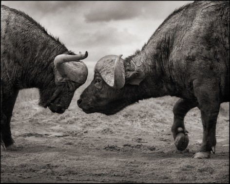 Buffalos Head to Head, Lake Nakuru, 2012, 22 x 27 1/2 Inches, Archival Pigment Print, Edition of&nbsp;15