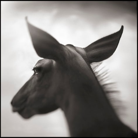 Kudu Against Sky, Laikipia, 2003, 23 x 20 Inches, Archival Pigment Print, Edition of&nbsp;20