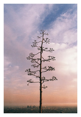 Century Plant and DTLA, 2020, Archival Pigment Print