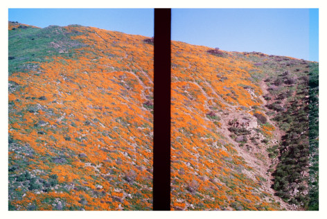 Todd Weaver&nbsp;, Super Bloom on Poppy Mountain, 2020