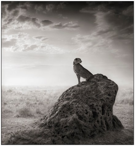 Cheetah on Termite Mound, 2008, 21 3/4 x 20 1/4 Inches, Archival Pigment Print, Edition of&nbsp;25