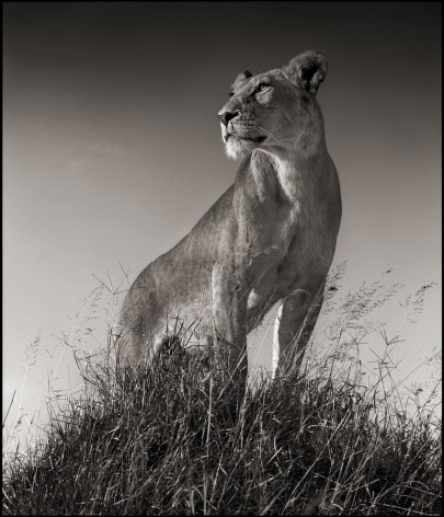 Lioness on Mound, Serengeti, 2012, 22 x 25 5/8 Inches, Archival Pigment Print, Edition of 20