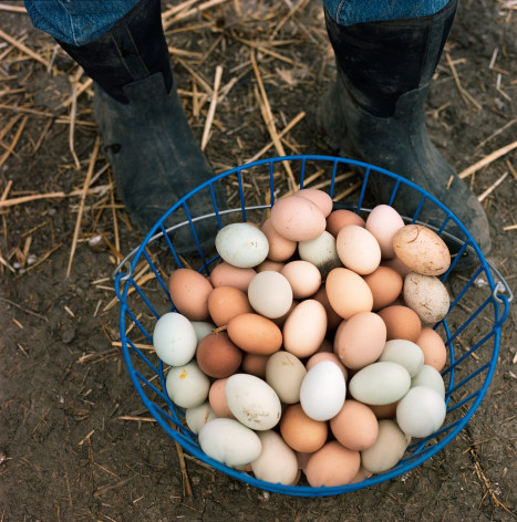 Egg Basket, 2010, Archival Pigment Print