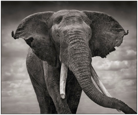 Elephant with Tattered Ears, 2008, 20 1/2 x 24 1/2 Inches, Archival Pigment Print, Edition of 25