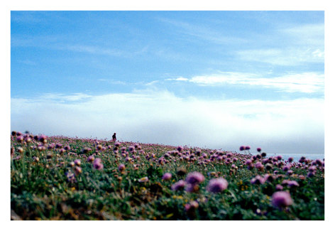 Salt Point Flowers and Millie, 2013, Archival Pigment Print