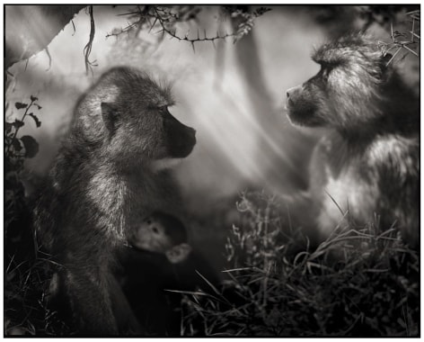 Baboons in Profile, Amboseli, 2007, 20 x 25 Inches, Archival Pigment Print, Edition of 25