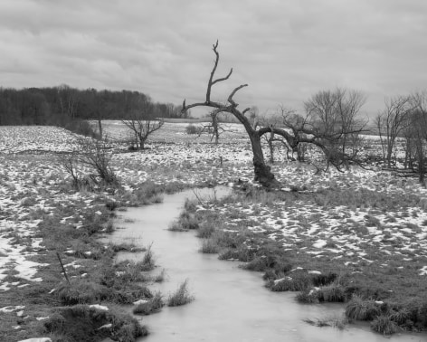 The Tree, 2020, Archvial Pigment Print