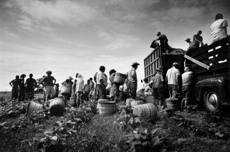 Migrant Workers in Field (Bean Pickers), Arkansas, 1961