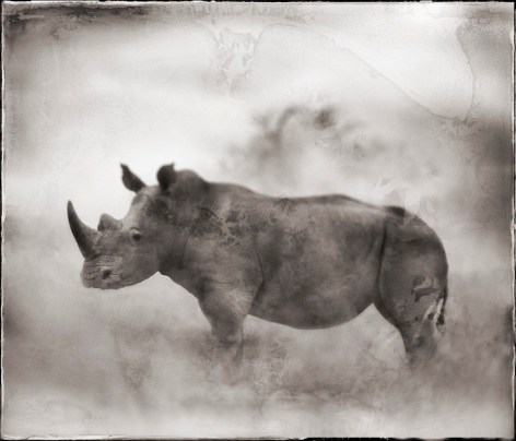 Rhino in Dust, Lewa Downs, 2003, 20 x 23 1/4 Inches, Archival Pigment Print, Edition of 20