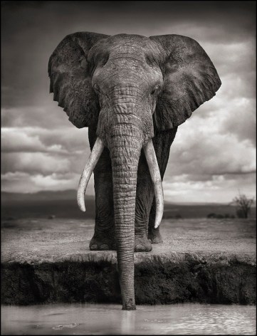 Elephant Drinking, Amboseli, 2007, 26 x 20 Inches, Archival Pigment Print, Edition of 25