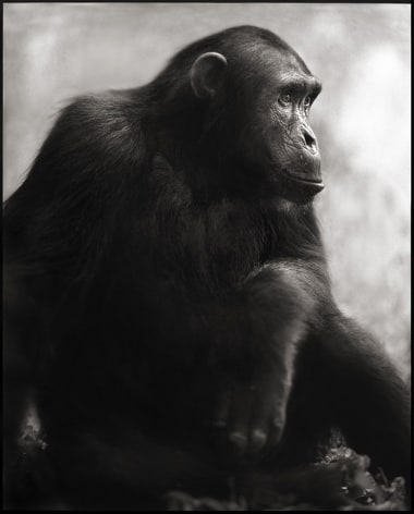 Chimpanzee Posing, Mahale, 2003, 24 3/4 x 20 Inches,&nbsp;Archival Pigment Print, Edition of 20