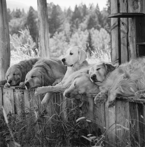 Destiny, Blue, River, Little Bear, Palomino, Little Bear Ranch, McLeod, Montana, 1999, Silver Gelatin Photograph, Ed. of 10