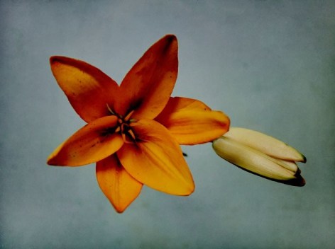 Orange Lily, 2019, Archival Pigment Print