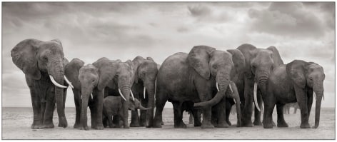 Elephant Group on Bare Earth, Amboseli, 2008, 12 7/16 x 30 3/16 Inches, Archival Pigment Print, Edition of&nbsp;25