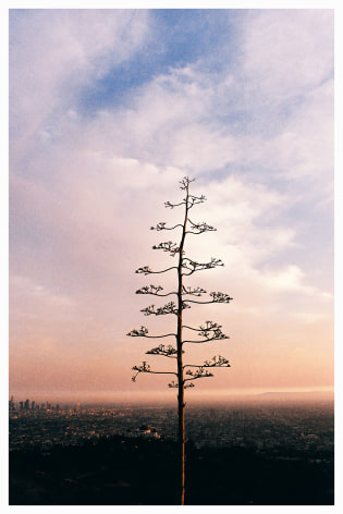 Todd Weaver, Century Above Los Angeles, 2014