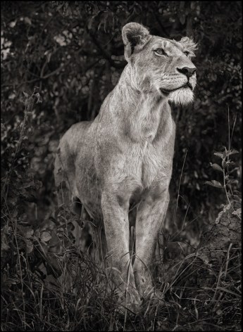 Lioness in Dark Foliage, Serengeti, 2012, 22 x 30 Inches, Archival Pigment Print, Edition of 15