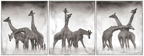 Giraffe Triptych, Maasai Mara, 2005, 20 x 23 Inches (Each Photo), Archival Pigment Print, Edition of&nbsp;25