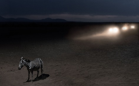 Zebra with Headlights, 2018, Archival Pigment Print