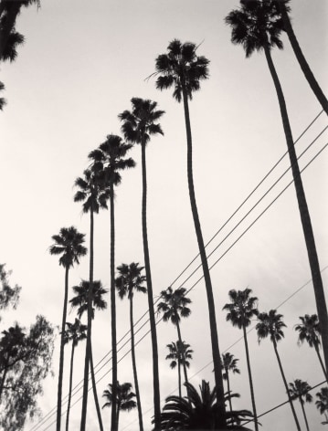 Palm Trees, Hollywood, 2004, Archival Pigment Print