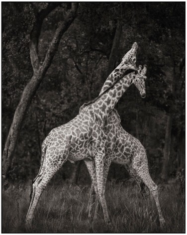 Giraffes Battling in Forest, Maasai Mara, 2008, 25 1/2 x 20 3/8 Inches, Archival Pigment Print, Edition of 25