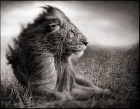 Lion Before Storm II, Sitting Profile, Maasai Mara, 2006, 20 x 25 1/2 Inches, Archival Pigment Print, Edition of&nbsp;25