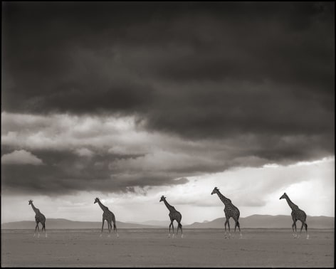 Giraffes on Lake Bed, Amboseli, 2012, 22 x 27 1/2 Inches, Archival Pigment Print, Edition of&nbsp;25