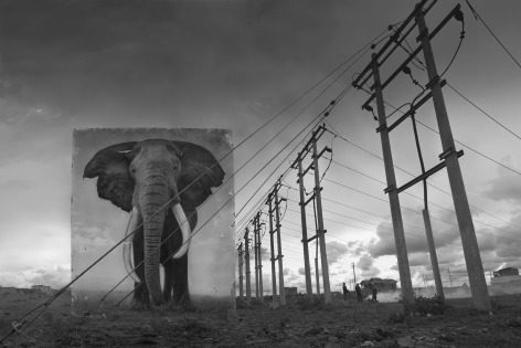 Electric Pylons with Elephants, 2014