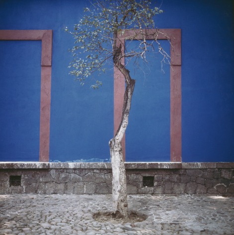 Frida&rsquo;s Blue House, Sidewalk Tree, 1987, Archival Pigment Print