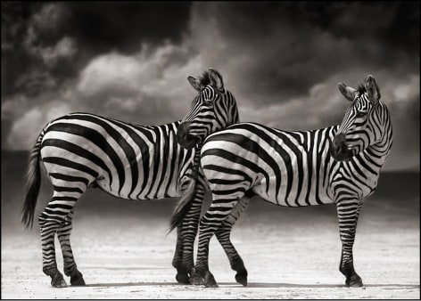 Portrait of Two Zebras Turning Heads, Ngorongoro Crater, 2005, 27.2 x 38 inches, Platinum Palladium Photograph, Edition of 15
