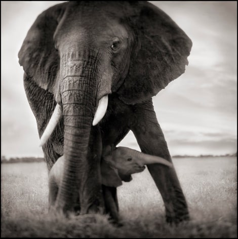 Elephant Mother &amp;amp; Baby Holding Leg, Serengeti, 2002, 23 x 20 Inches, Archival Pigment Print, Edition of&nbsp;20
