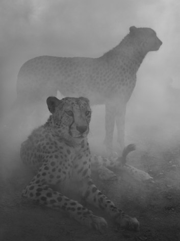 Levi and Diesel, Zimbabwe, 2020, Archival Pigment Print