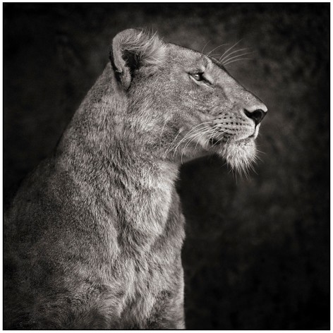Portrait of Lioness Against Rock, Serengeti, 2007, 20-1/2 x 20-1/2 Archival Pigment Print, Ed. 25