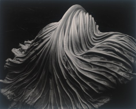 Edward Weston, Cabbage Leaf,&nbsp;1931