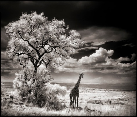 Giraffe Looking Over Plains, Serengeti, 2002, 20 x 23 Inches,&nbsp;Archival Pigment Print, Edition of 20