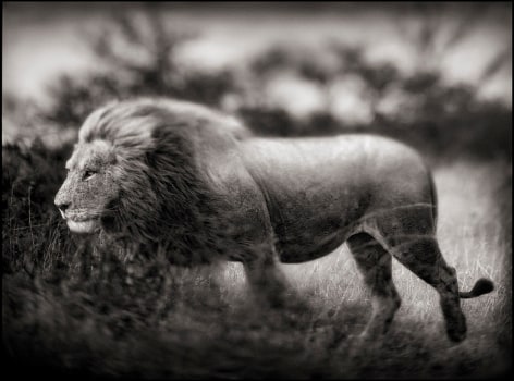 Windswept Lion, Serengeti, 2002, 19 1/2 x 26 1/4 Inches, Archival Pigment Print, Edition of&nbsp;20