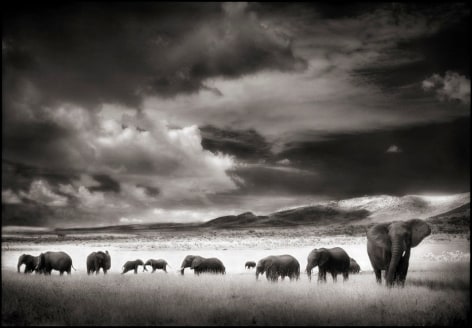 Elephant Herd, Serengeti, 2001, 19 x 27 1/4 Inches, Archival Pigment Print, Edition of&nbsp;20