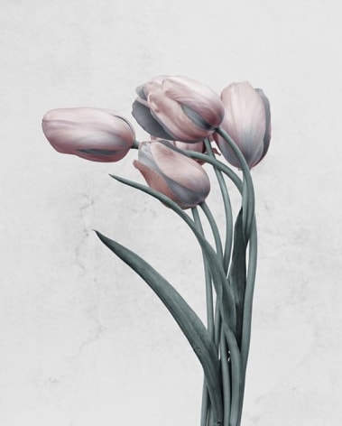 Tulipa Gesneriana - 2, 2016, Chromogenic Dye Coupler Print