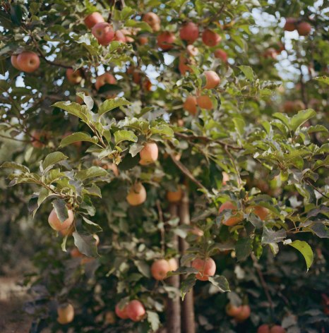 Apple Orchard, 2018, Archival Pigment Print