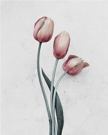 Tulipa Gesneriana - 1, 2016, Chromogenic Dye Coupler Print